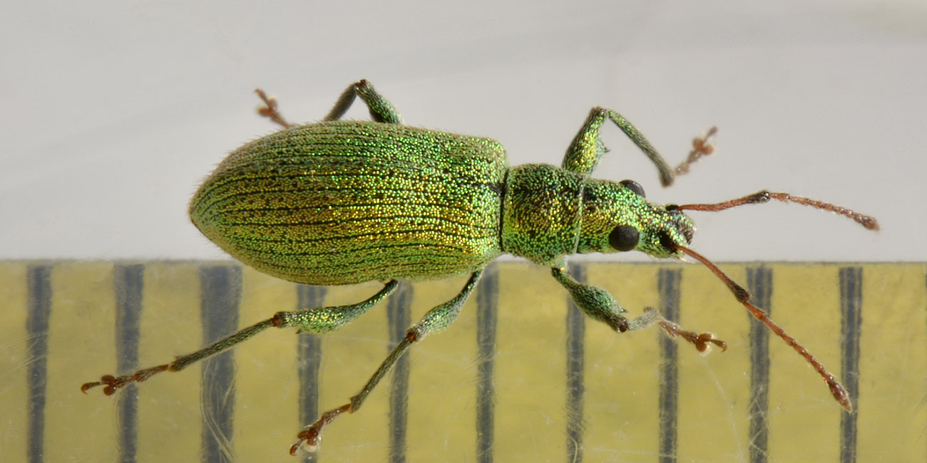 Curculionidae: Phyllobius arborator?  No, Phyllobius (Pterygorrhynchus) romanus